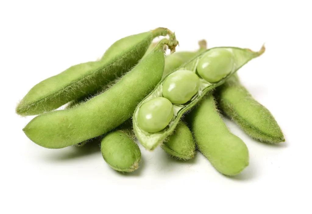 Plant Protein